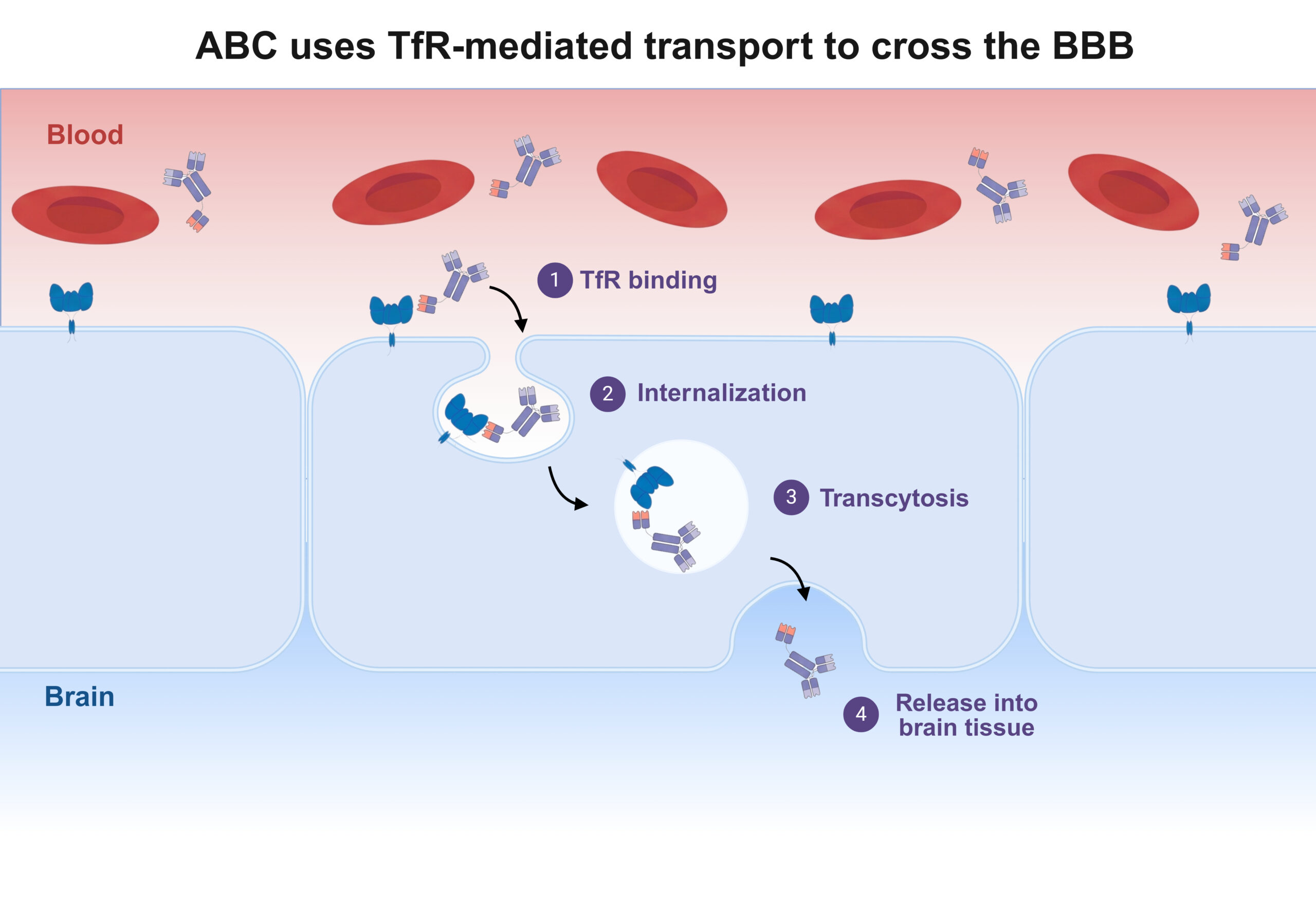 ABC uses TfR-mediated transport to cross the BBB